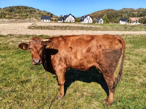 Vacă, Bovine — Polonia