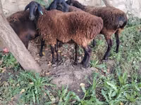 Ido, Hissar sheep — sawirka 2