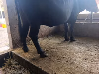 Cow, Swiss cattle — photo 6