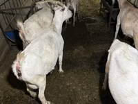 Kambing betina, Saanen goat — foto 2