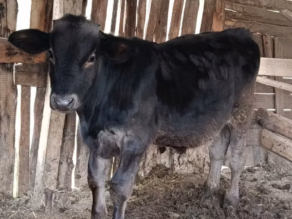Banteng, Swiss cattle