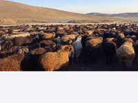 میش, Edilbay sheep — عکس 1