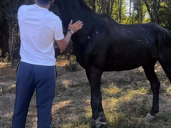 Horse (M), Russian warmblood — Kyrgyzstan