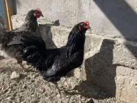 Chickens — تصویر 4