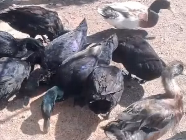 Ducks — Azerbejdżan