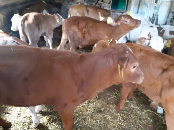Cattle (batch, sex not specified), Cattle — Poland