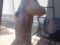 Kambing jantan, Sheep — foto 5