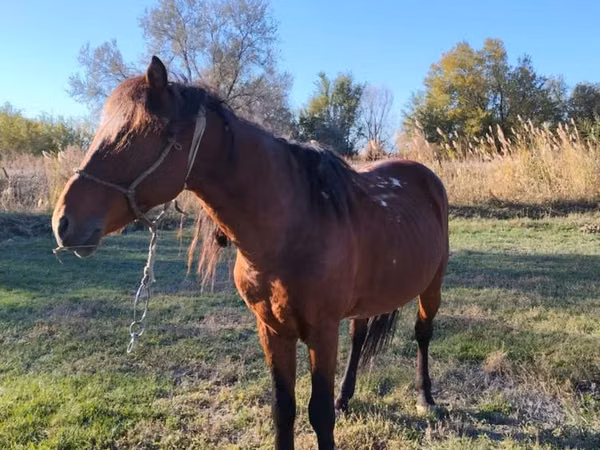 Horse (M), Horses — Kazakhstan