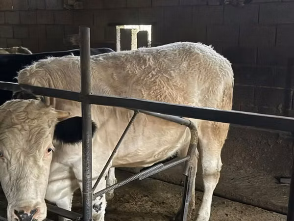 Cow, Belgian Blue — Kyrgyzstan