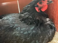 Australorp — sawirka 4