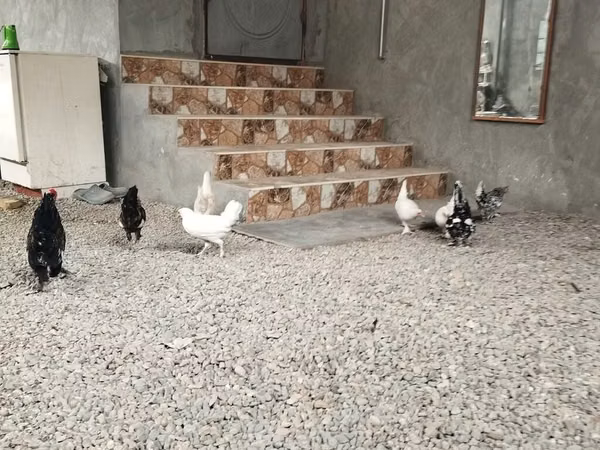 Chickens — Azerbaijan