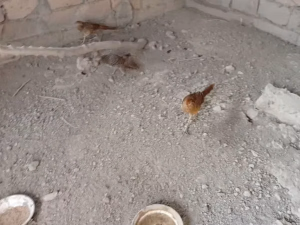 Quails — Armenia