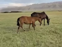 马匹（批次，未指定性别）, Horses — 照片 1