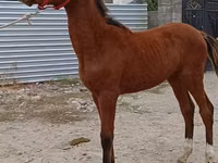 Hengst, Budyonny horse — foto 5