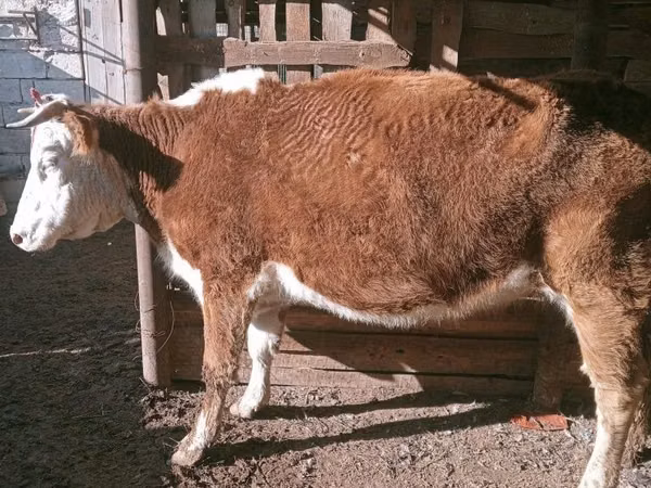 Cow, Latvian Blue cattle — Kazakhstan
