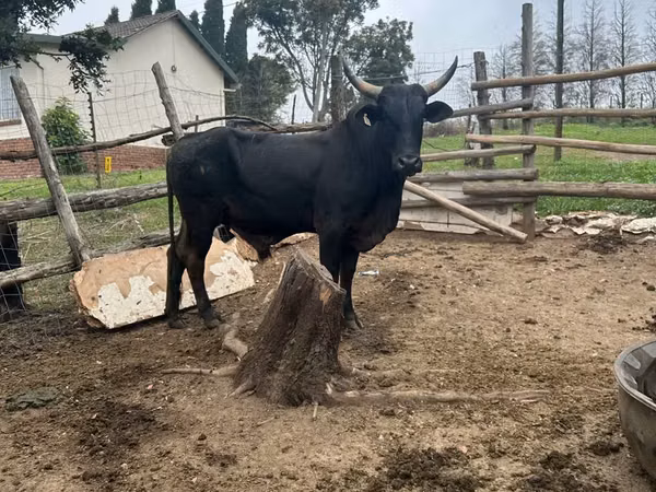 Taureau, Nguni cattle