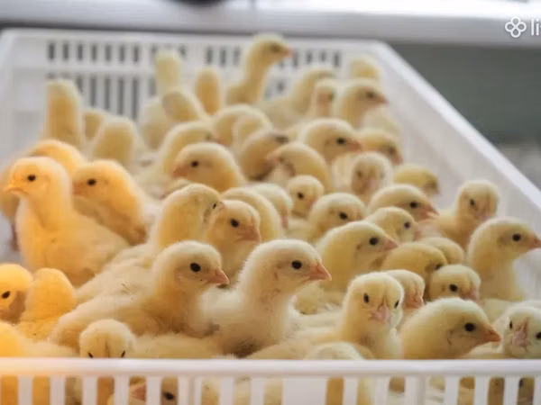 Chickens — Armenia