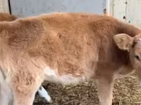 Gia súc (lô, chưa xác định giới tính), Simmental cattle — ảnh 1