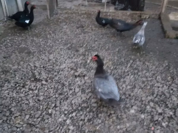 Domestic Muscovy