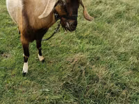 Billy Goat, Goats — photo 4