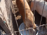 Boar — photo 2