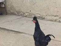كوسوفو لونغ كروير — الصورة 3