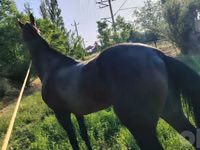 اسب (گروه، جنسیت مشخص نشده), Hanoverian — عکس 1