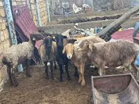 Ram, Sheep — photo 2