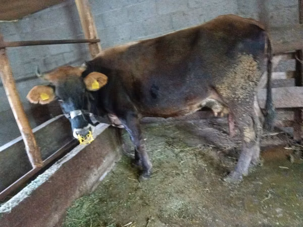 Cow, Cattle — Kyrgyzstan
