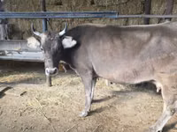 Vaca, Latvian Blue cattle — foto 7