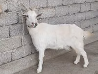 Capra, Capre — foto 1