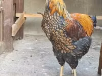 وایندوت — عکس 2