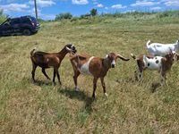 Goat, Nubian Goat — photo 5