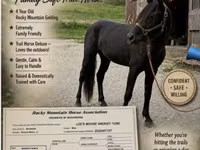 Horse (M), Black Sea breed — photo 1