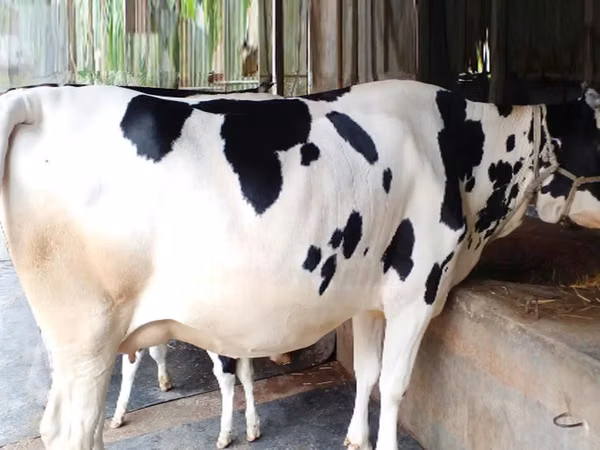 Cow, Holstein breed