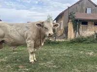 Tyre, Charolais cattle — foto 2