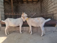 بز ماده, Saanen goat — عکس 1