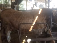 公牛, Simmental cattle — 照片 1