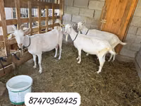 Буз, Saanen goat — акс 1