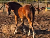 Mare, Haflinger — photo 1