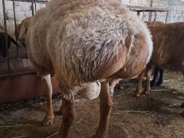 Sheep, Sheep — Kyrgyzstan
