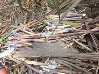 Australian Red Napier Fodder for Livestock - 20 Cuttings — foto 1