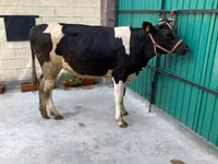 Ko, Holsteinrasen — foto 4