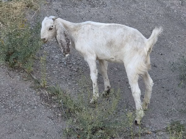 Goat, Beetal goats — Kazakhstan
