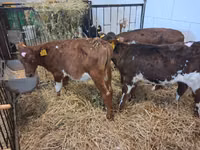 公牛, Cattle — 照片 2