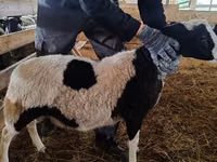 Domba jantan, Baerchuke sheep — foto 3