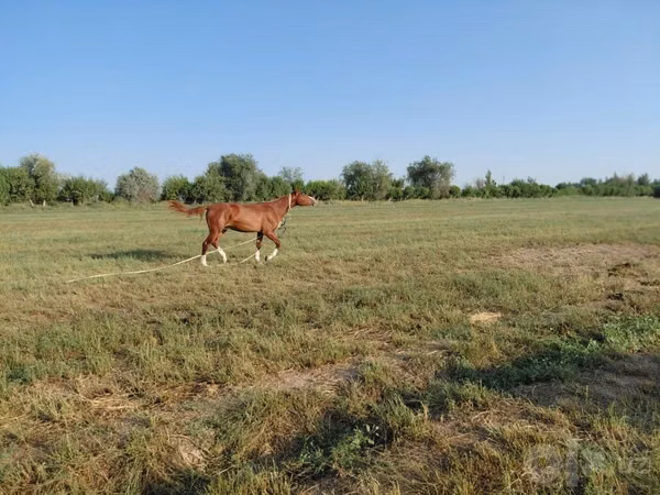 Horse (M), Akhal-Teke