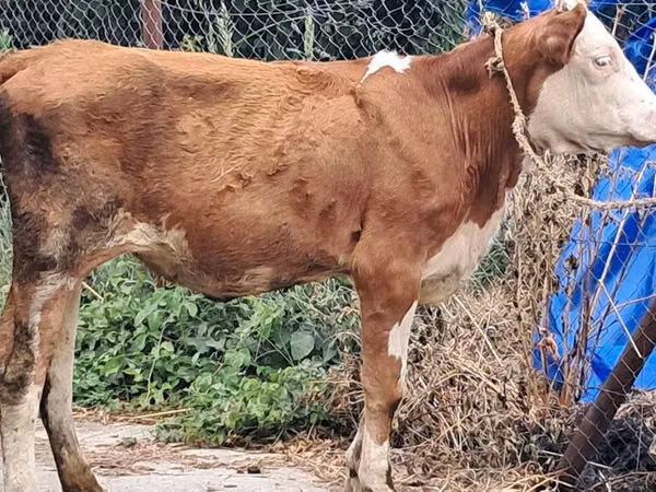 گاو ماده, Simmental cattle