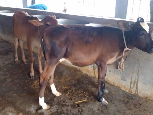 Cow, Buffalo