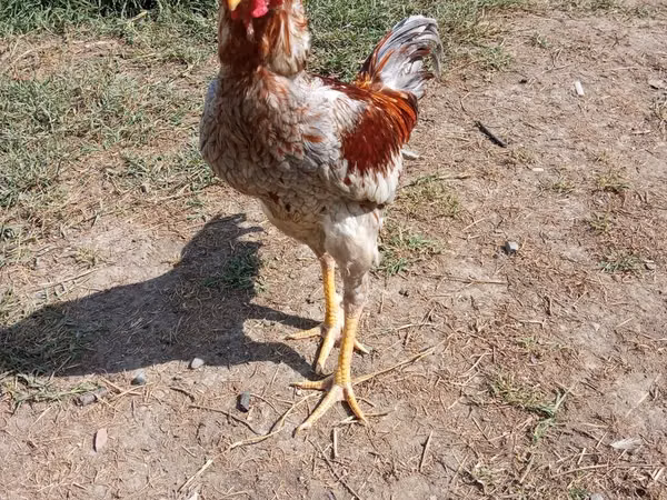 Chickens — Azerbejdżan